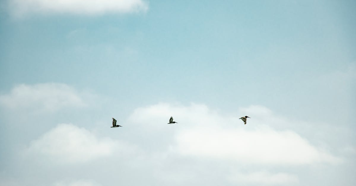 découvrez les enjeux de la migration climatique, un phénomène qui affecte des millions de personnes à travers le monde. explorez les causes, les impacts sur les sociétés et l'environnement, ainsi que les solutions pour aider les migrants climatiques.