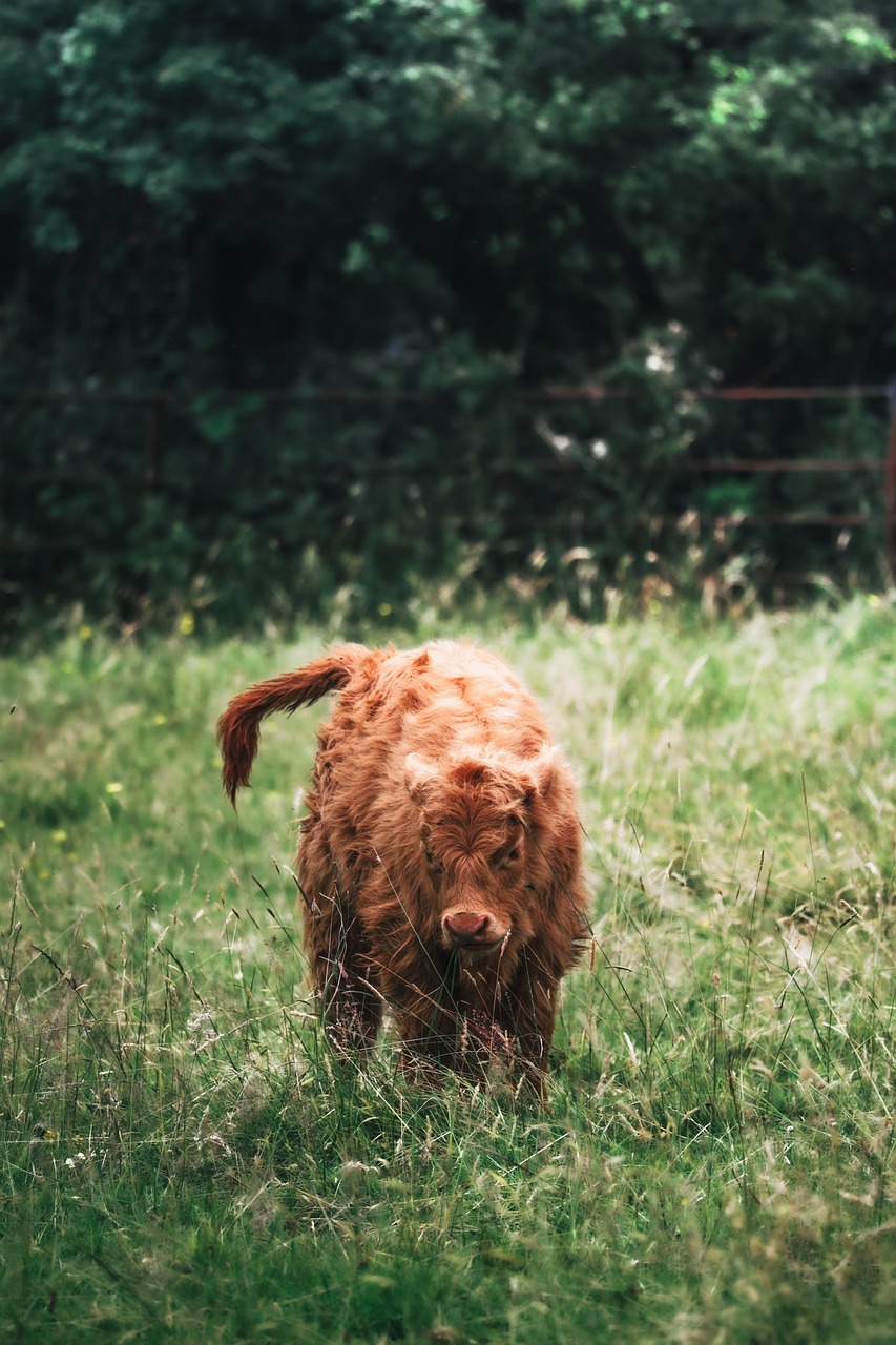 découvrez l'importance de l'environnement, ses enjeux actuels et les solutions pour préserver notre planète. informez-vous sur le développement durable, la biodiversité et les actions écologiques à adopter au quotidien.