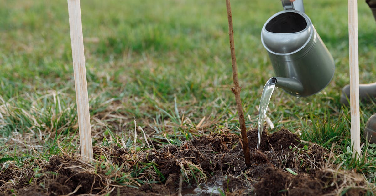 découvrez l'importance de la reforestation pour la biodiversité et la lutte contre le changement climatique. apprenez comment restaurer nos forêts et protéger notre planète grâce à des initiatives durables et innovantes.
