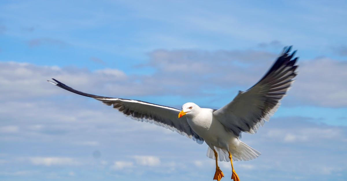 découvrez les défis et enjeux de la migration climatique, une réalité croissante où des millions de personnes doivent quitter leur foyer en raison des effets du changement climatique. analyse des impacts sur les sociétés, l'environnement et les solutions possibles.
