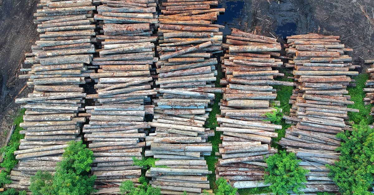 découvrez les enjeux de la déforestation, ses causes, ses impacts sur la biodiversité et le climat, ainsi que les solutions pour préserver nos forêts et lutter contre cette menace environnementale.