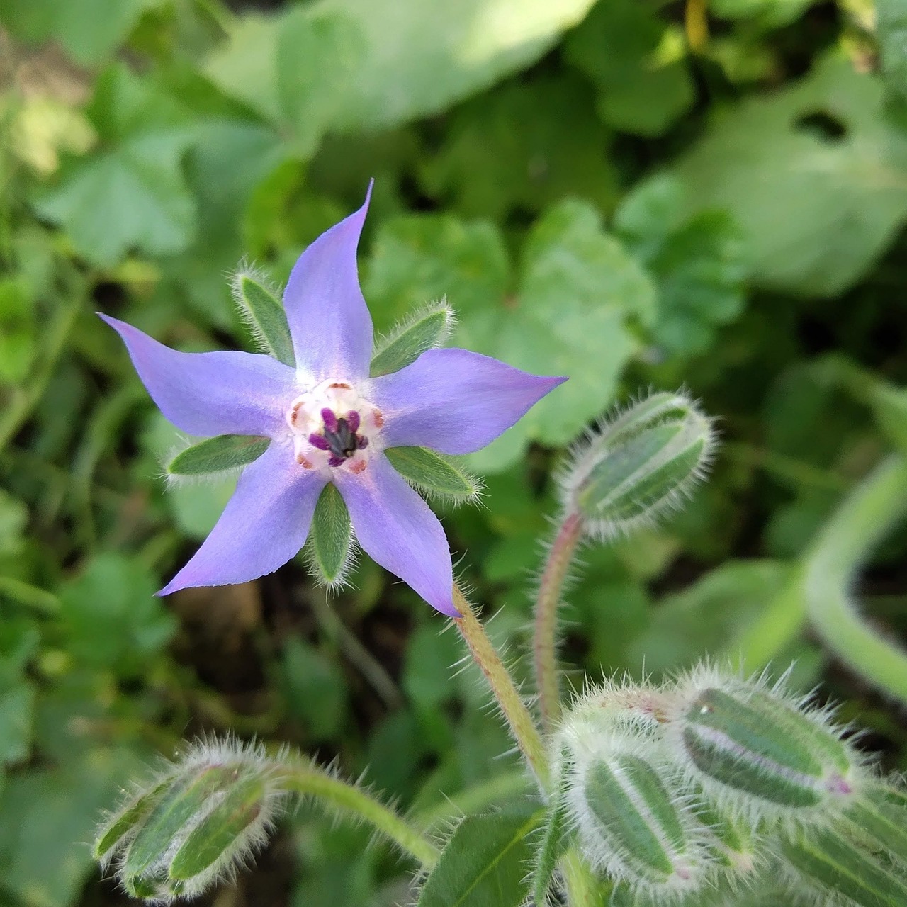 découvrez les techniques de jardinage en permaculture urbaine pour cultiver un espace vert durable et productif en milieu citadin.