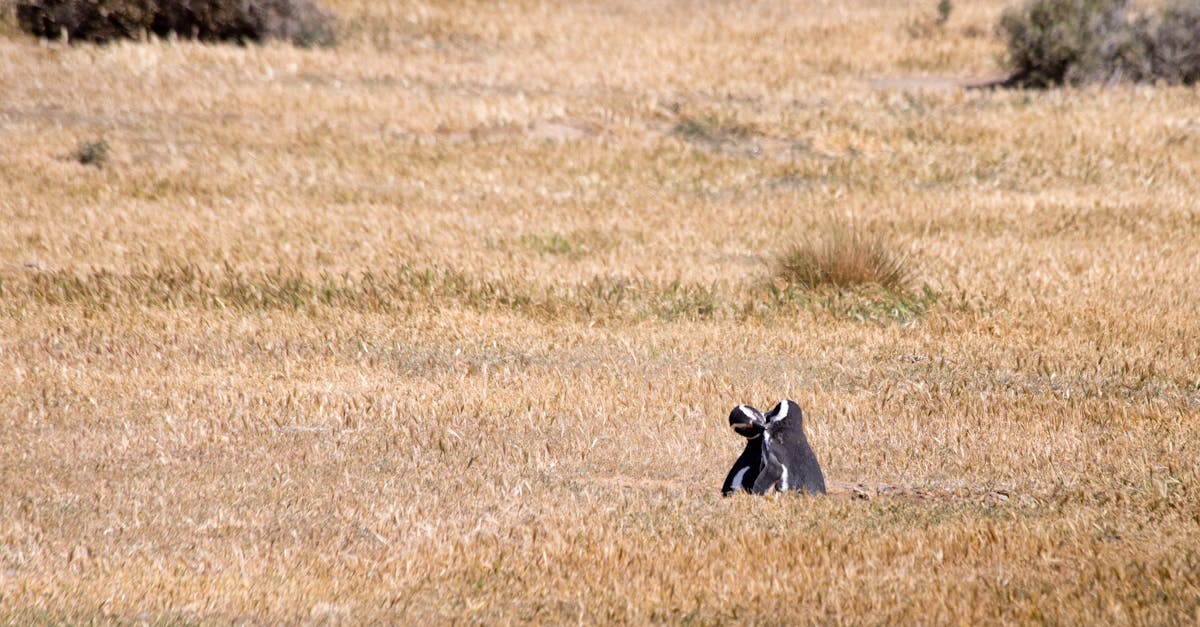 découvrez comment s'adapter aux changements climatiques avec des stratégies efficaces et durables. explorez les solutions innovantes pour minimiser les impacts du climat sur l'environnement et la société.