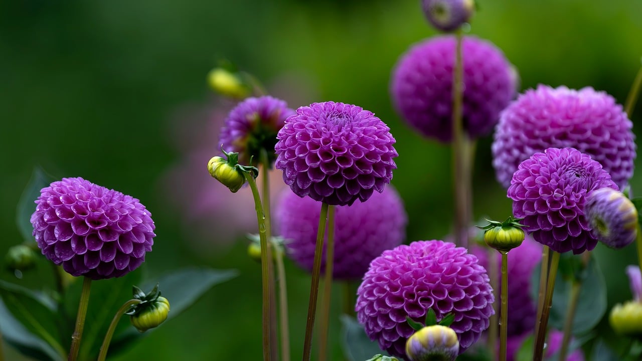 découvrez notre sélection de fleurs écologiques, cultivées de manière durable pour offrir beauté et respect de l'environnement.