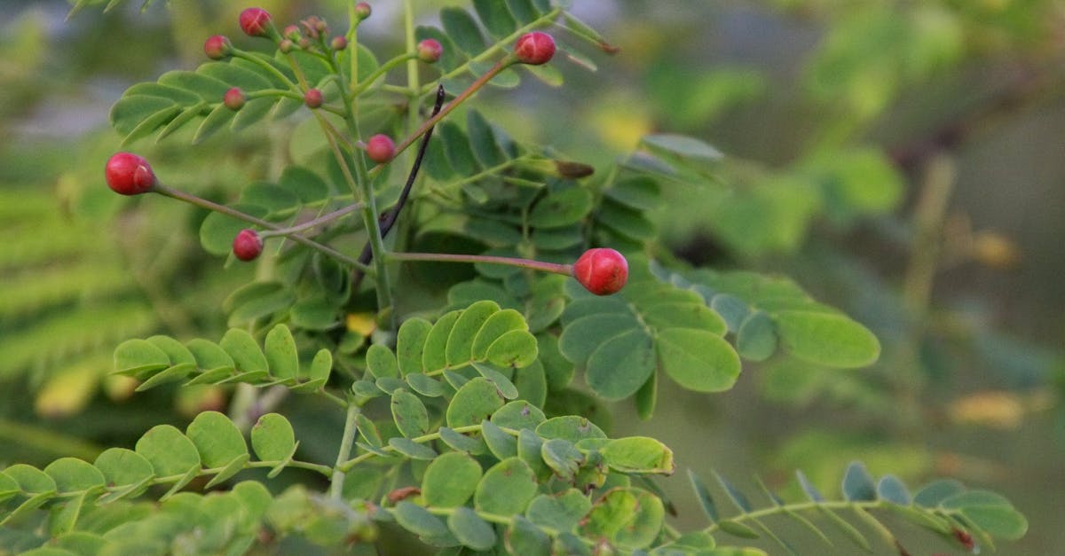 découvrez comment la santé climatique impacte notre environnement et notre bien-être. explorez des solutions durables pour préserver notre planète et améliorer la qualité de vie des générations futures.
