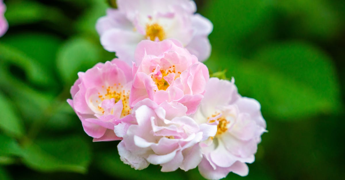 découvrez les politiques environnementales qui façonnent notre avenir. explorez comment elles visent à protéger notre planète, à favoriser la durabilité et à promouvoir des pratiques éco-responsables pour les générations à venir.