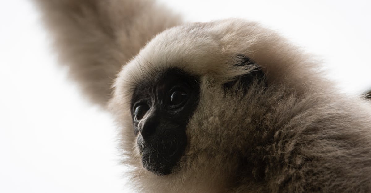 découvrez la richesse des forêts tropicales, des écosystèmes uniques abritant une biodiversité exceptionnelle. explorez leur importance pour notre planète, leurs espèces fascinantes, et les menaces qui pèsent sur leur avenir.