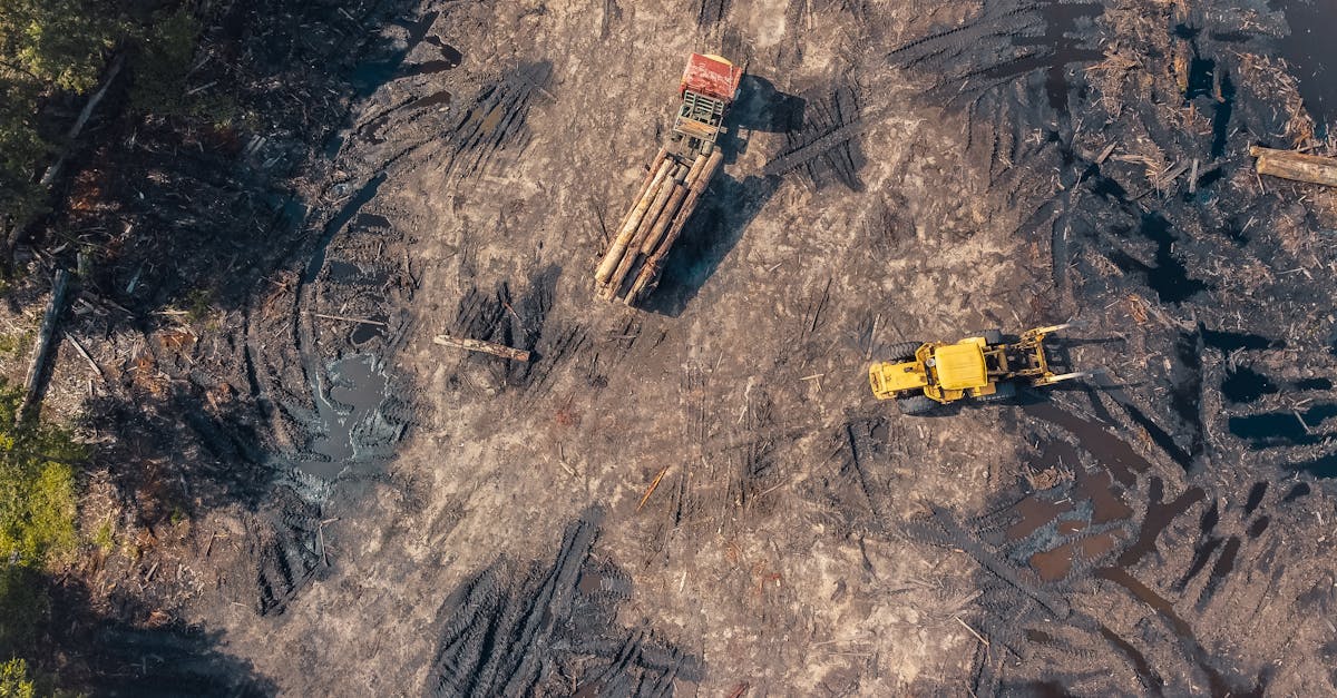 découvrez les causes et les conséquences de la déforestation, un enjeu environnemental majeur. apprenez comment la perte des forêts impacte la biodiversité, le climat et les communautés humaines, et explorez des solutions pour préserver notre planète.