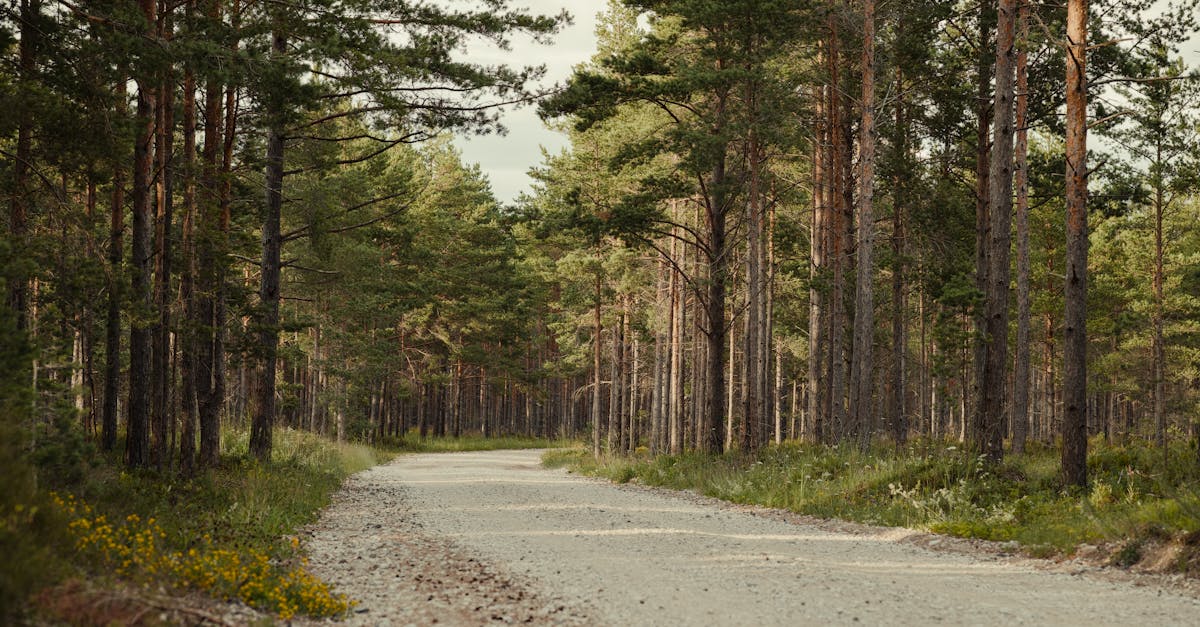 découvrez les politiques environnementales qui façonnent notre avenir. explorez les initiatives durables, les réglementations écologiques et l'impact sur notre planète pour un développement responsable.
