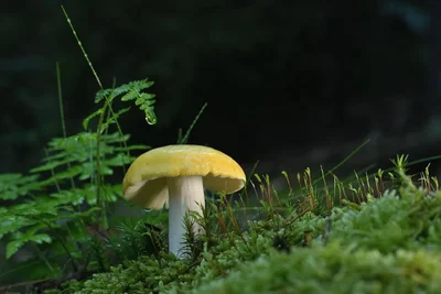 Chaque année, la mousse envahit votre pelouse ? Découvrez l’astuce ancestrale qui la fait disparaître naturellement !