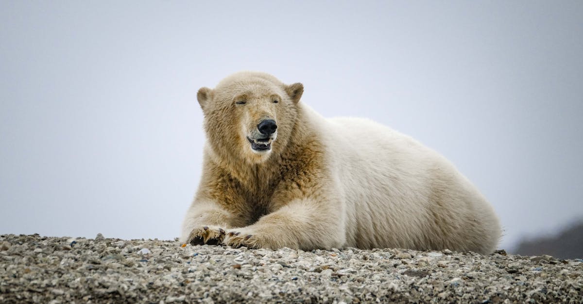 Les défis des écosystèmes fragiles de l’arctique
