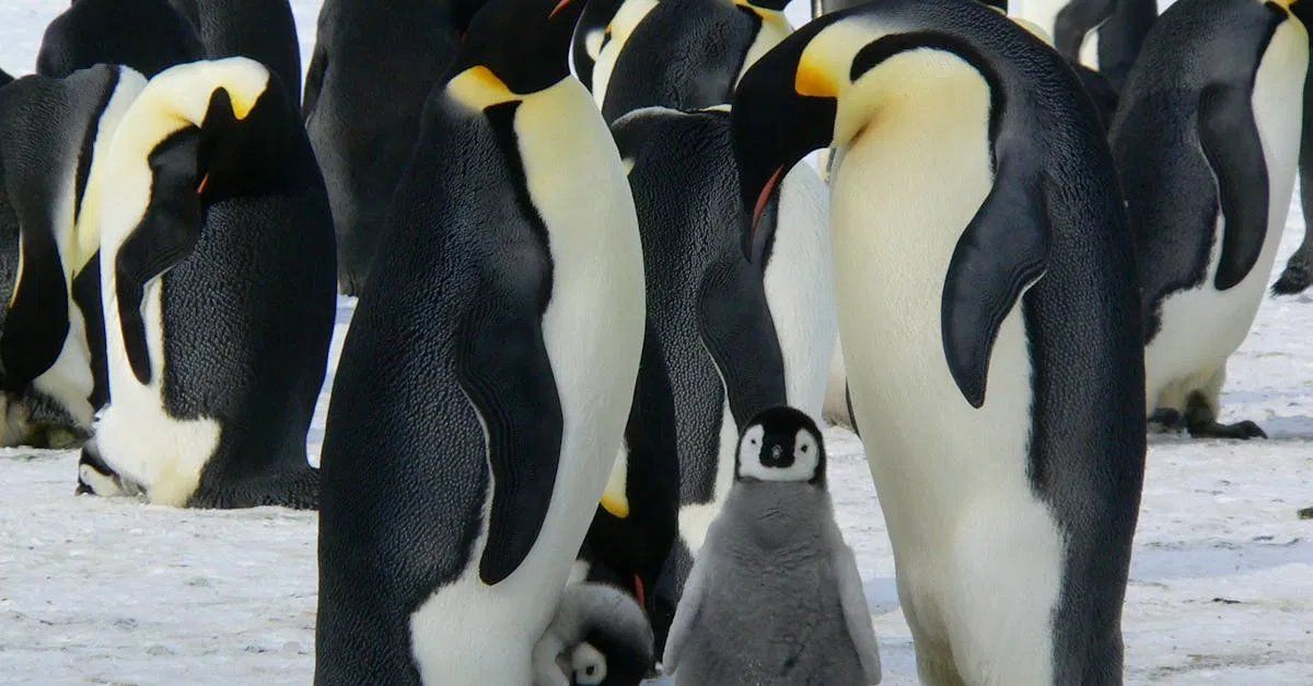 La biodiversité fragile de l’Arctique
