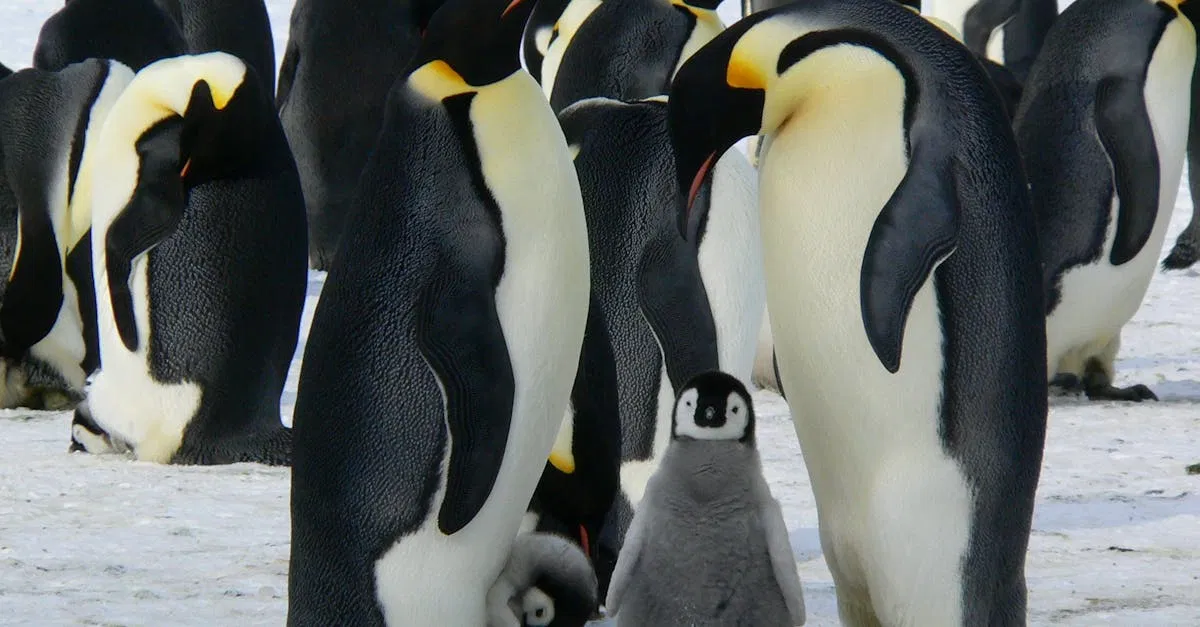 La biodiversité fragile de l’Arctique