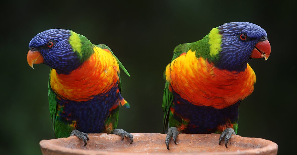 Les forêts tropicales : poumons de la Terre menacés