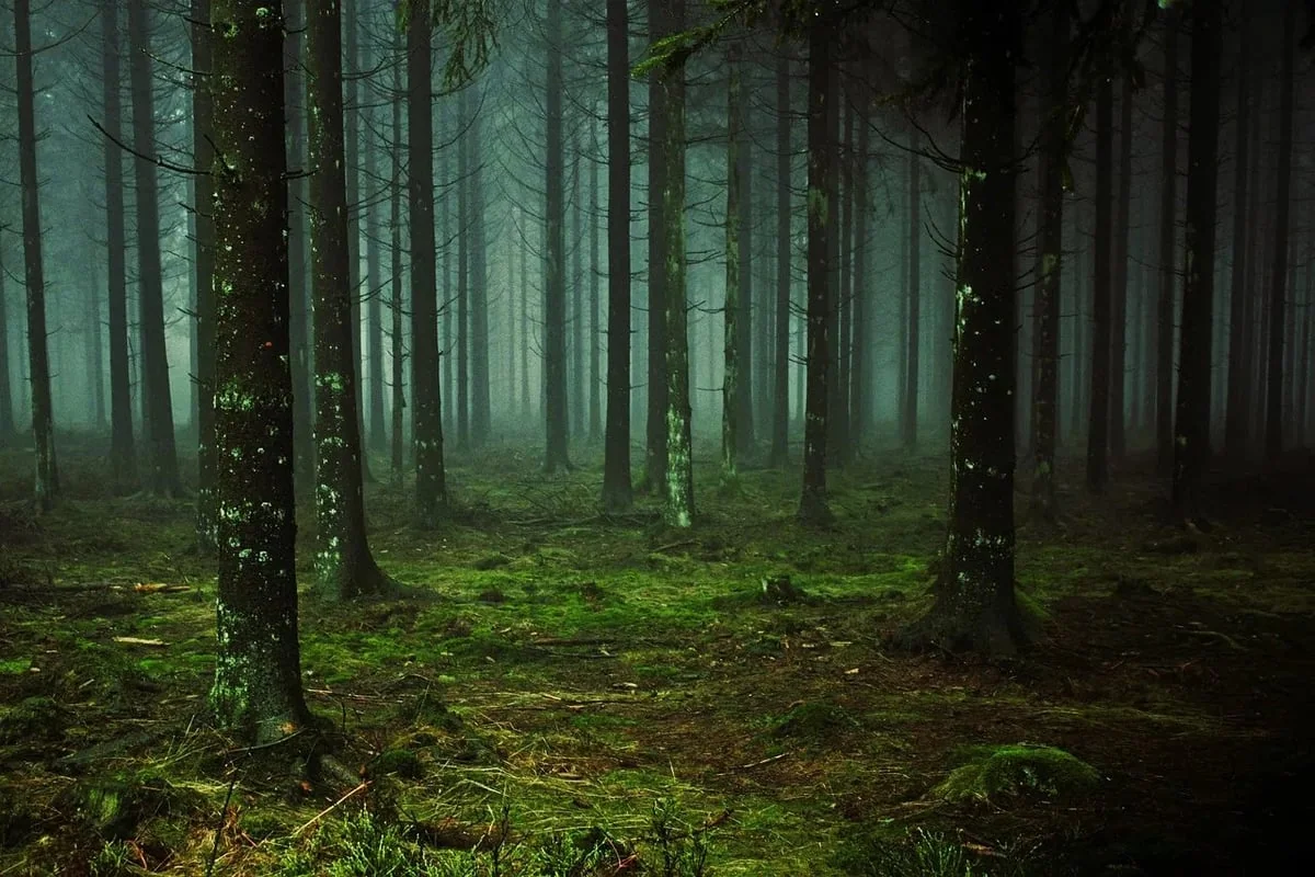 Les mystères des forêts : quand l’émission de CO₂ dépasse la capacité de capture