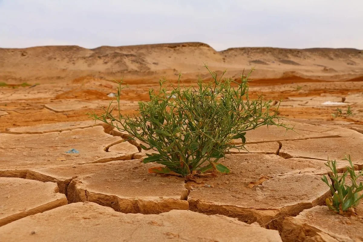 Changement climatique et bilan carbone : quelles solutions durables ?