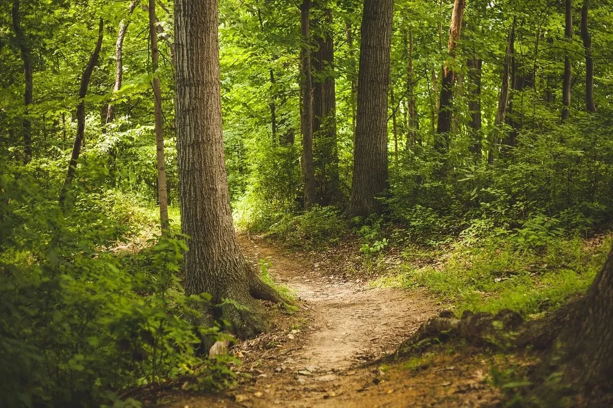 La place des forêts dans le bilan carbone global
