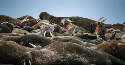 Stratégies de mitigation pour préserver l’arctique