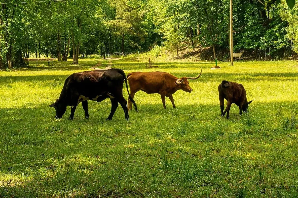 VIDÉO. De MaPrimeRénov’ au bilan carbone : les clés pour adopter un mode de vie écoresponsable
