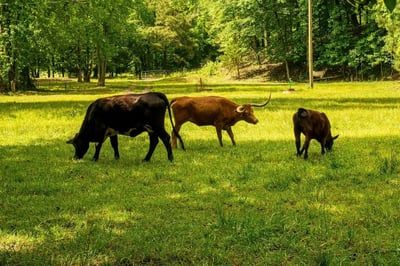 VIDÉO. De MaPrimeRénov’ au bilan carbone : les clés pour adopter un mode de vie écoresponsable