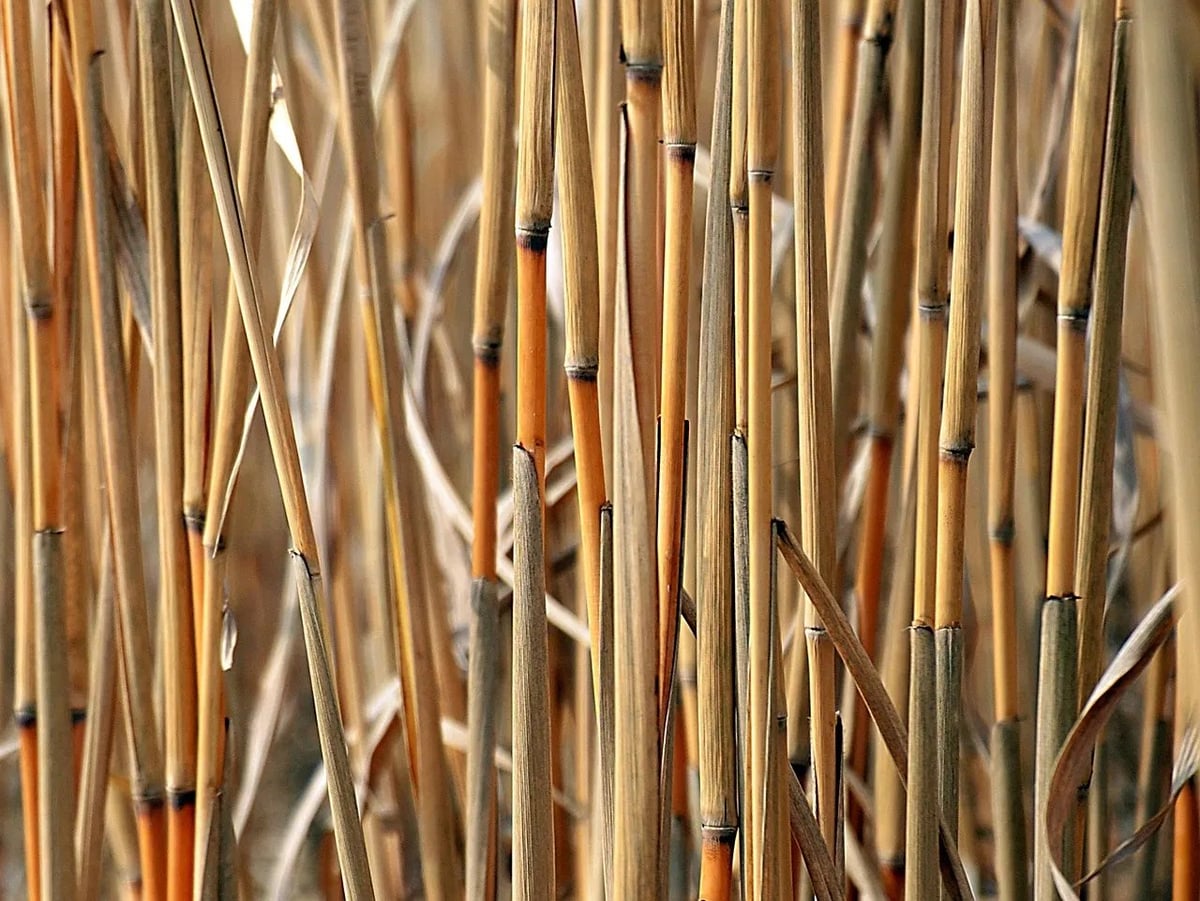 T&E remet en question le bilan carbone des biocarburants, de nouveau au cœur des débats européens