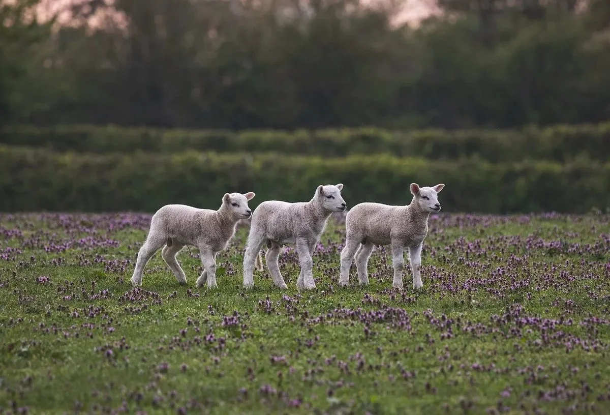 Une ferme en Dordogne : un exemple d’empreinte carbone presque nulle et d’économie circulaire