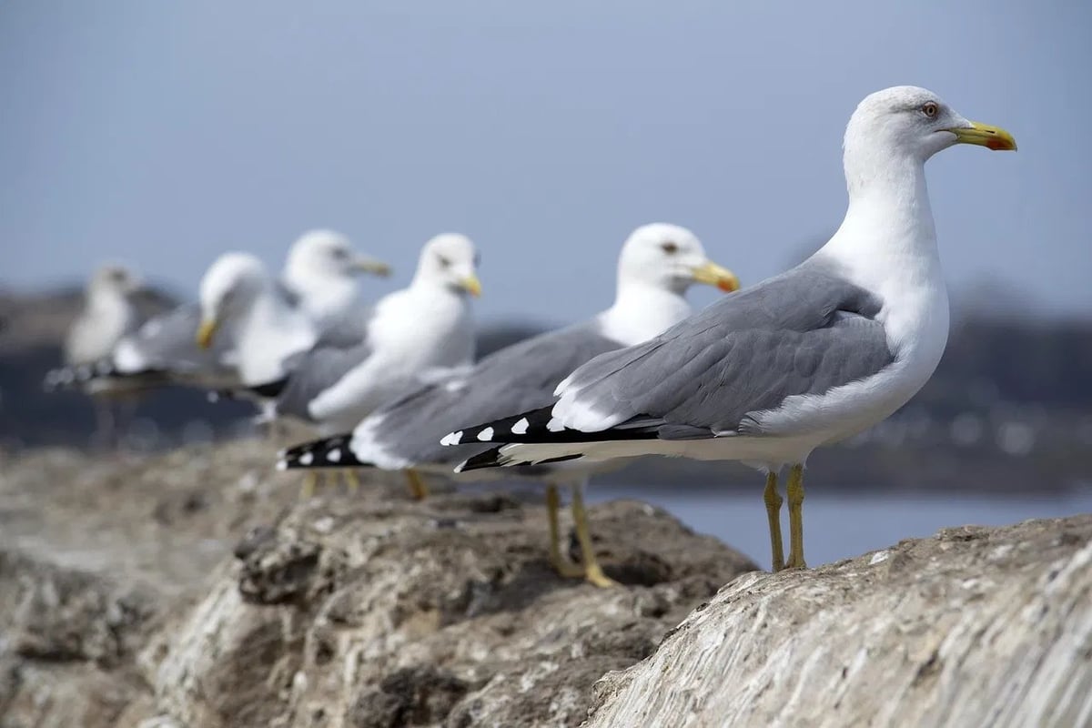 Environnement : Une controverse éclate autour du vol le plus court proposé par cette compagnie aérienne !