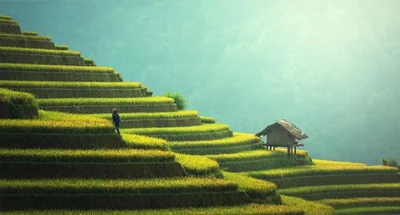 Les prairies et légumineuses : piliers d’une agriculture durable à faible empreinte carbone selon The Shift Project
